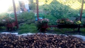 Картофель Тулеевский на Алтае. Как показал себя этот сорт в засушливое лето 2020.