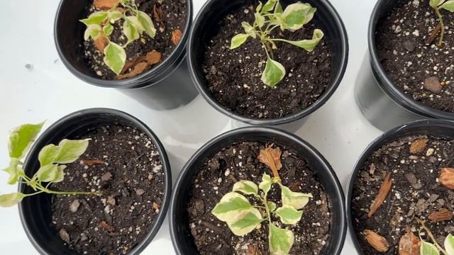 Baby Raspberry Ice Bougainvillea process - the beginning of my mini shrub project смотреть онлайн