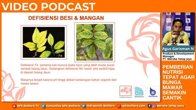 🌹🌹 NUTRISI TANAMAN BUAT TANAMAN MAWAR SEMAKIN CANTIK | Podcast Tani #18