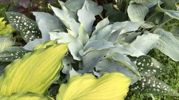 Три любимицы: хосты Pineapple Upside-down Cake, Astral Bliss, Aqua Velma