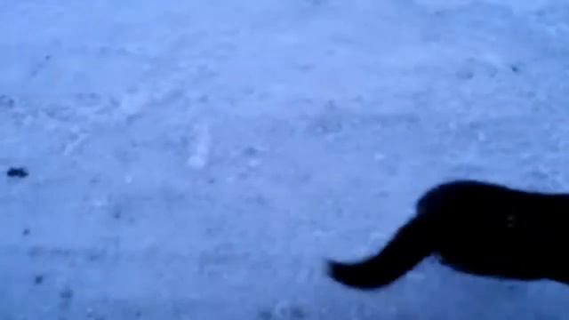 Как зомбировать собачку! смотреть онлайн
