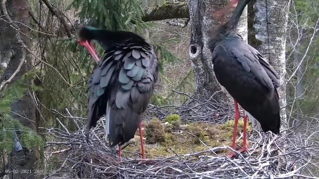 Ciconia nigra (Nest 2) - 2021 05 02 19 47 46 смотреть онлайн