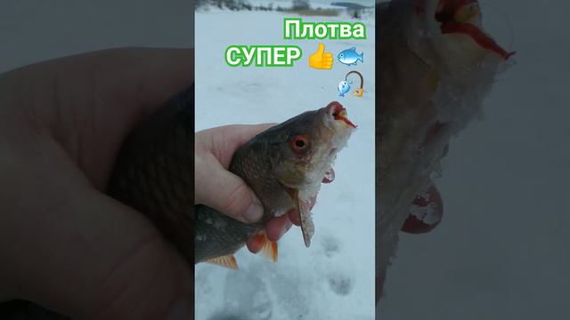 РЫБАЛКА на МОРМЫШКУ 🐟🌊🏞️🌀🏡🌲🌲🌲🌊🐟🎣🐟📽️🌊🐟🎣🏞️