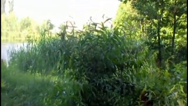 Волшебные картинки смотреть онлайн
