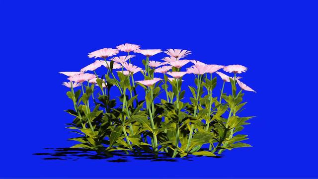 Flowers in Blue Screen - (3D Animation) смотреть онлайн
