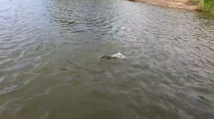 Поехали со старым другом им дали жару рыбам. Рыбалка с ночевкой.