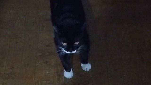 Ночной жор хищницы и кошачий сон. смотреть онлайн