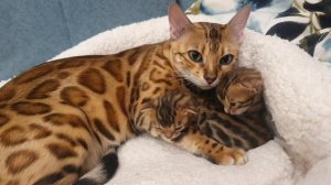 Бенгальские котята