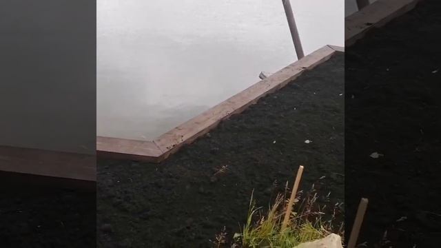 Укрепление берега щитами лиственница смотреть онлайн