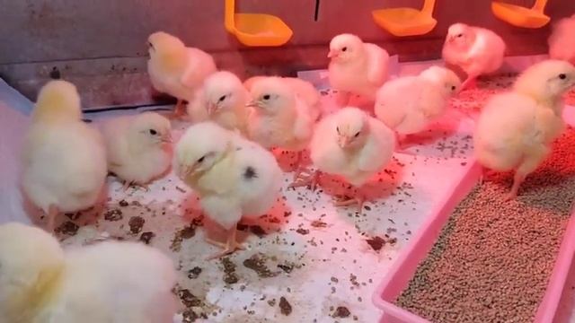 Аминокислотный комплекс "Здравчик". Бройлерам 35 дней. смотреть онлайн