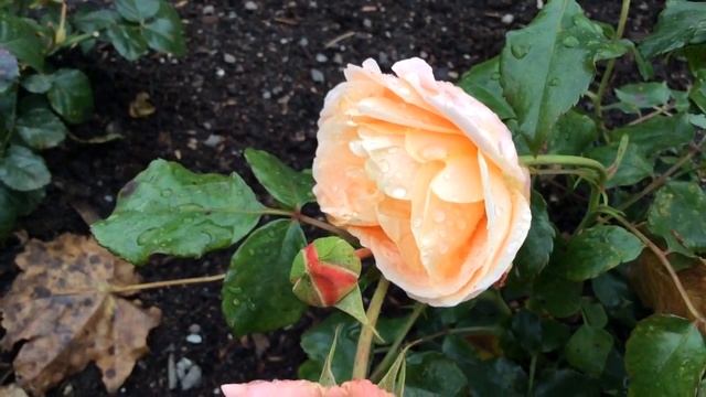 Klaserose Kalmar Rose Flowers In Garden #klaserose #kalmar #roses #worldgardeners смотреть онлайн