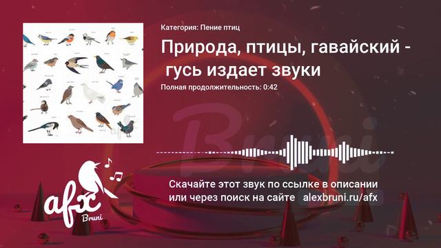 Звук: Природа, птицы, гавайский гусь издает звуки смотреть онлайн