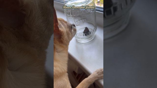 Спасение бабочки смотреть онлайн