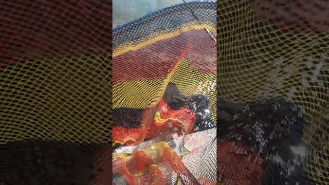 рыбалка на озере Имандра Кольский полуостров смотреть онлайн