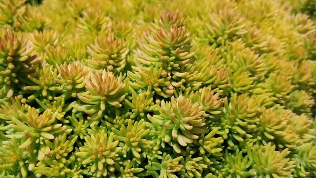 Best Perennials - Sedum Sunsparkler® 'Angelina's Teacup' (Stonecrop) смотреть онлайн