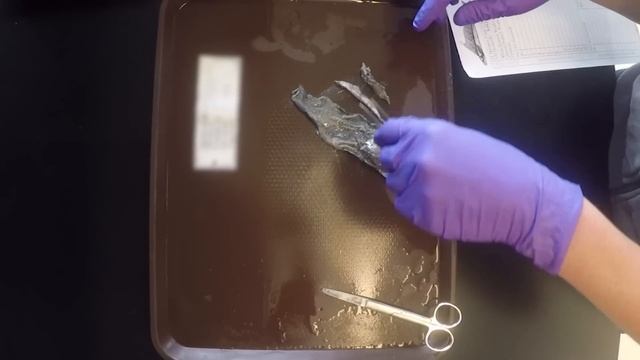 Lancetfish: Unlocking the Secrets of the Deep смотреть онлайн