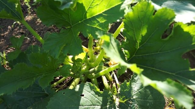 Кабачки смотреть онлайн