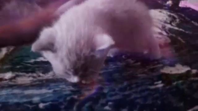 лиловый кот и кошечки голубой окрас смотреть онлайн