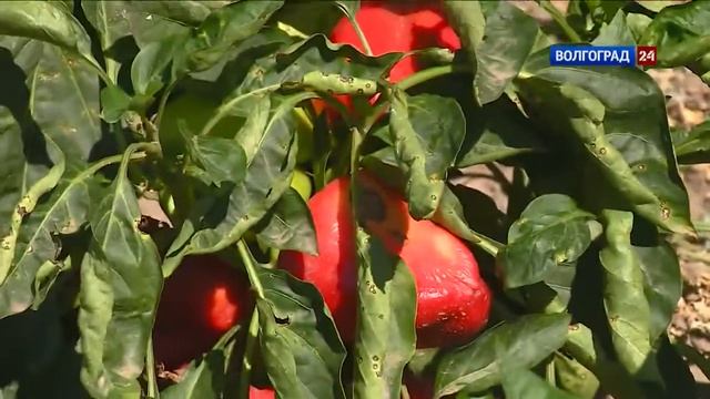 Хороший урожай овощей в Волгоградской области смотреть онлайн
