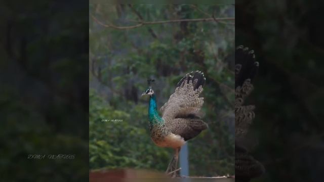 Птицы. Всё про птиц. Наша планета. Beautiful nature. Birds. смотреть онлайн