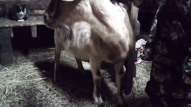 Начались окоты. 9 февраля 2022 г. смотреть онлайн