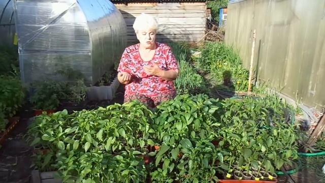 Ранние посевы сладкого перца зацвели в рассаде! Что делать с цветами - удалять или нет? смотреть онлайн