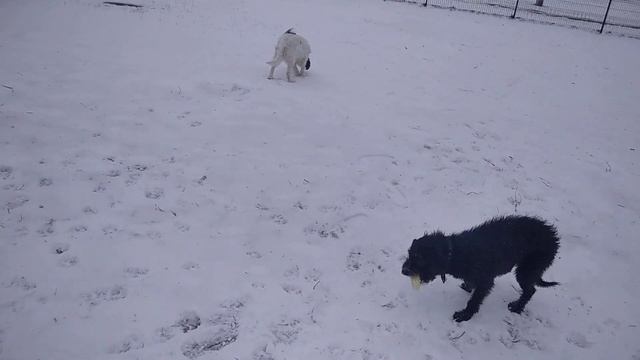 12 февраля 2023г Добрый День...Чинара и Лиза гуляют Харьков смотреть онлайн