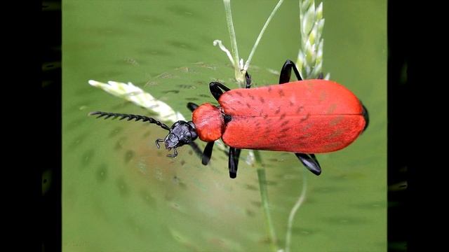 Жуки - Изумруды в Траве ( Bug's - Emeralds in the Grass ) смотреть онлайн