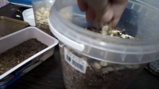 Мешанина. Что из сочных продуктов можно давать джунгарским хомякам. смотреть онлайн