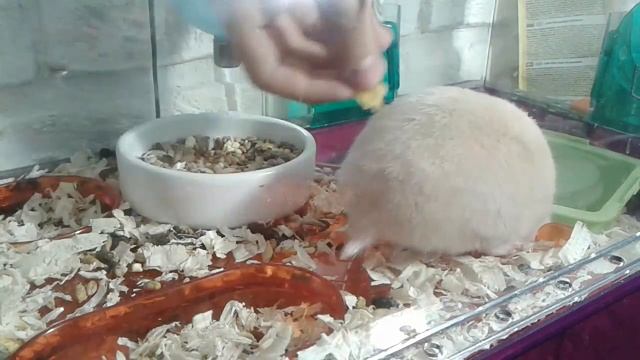 Как приручить хомячка к рукам?❤ручной хомяк смотреть онлайн