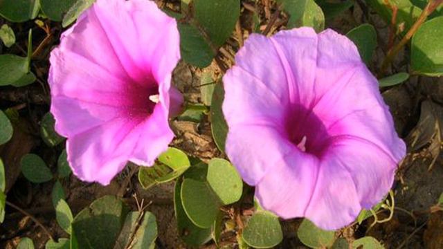 Ipomoea