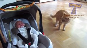 первая встреча собак и кошек с младенцами,подборка.Cats and dogs meeting babies for the first time