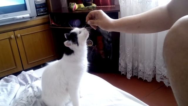 кошка)))домашнее животное))) витамины смотреть онлайн