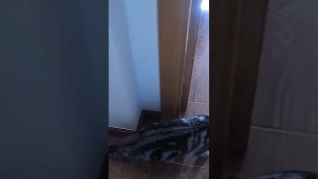 #котисобака #шотландскийкот #такса #котики #любимец смотреть онлайн