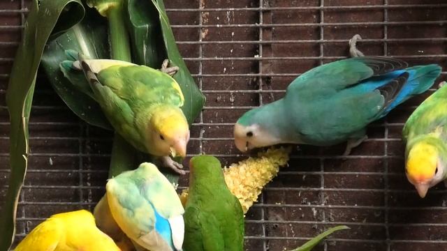 Неразлучники  лакомятся кукурузой. Lovebirds Feast On Corn.