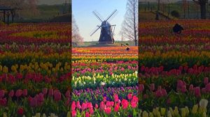 Тюльпаны в сельскохозяйственном парке Акэбонояма в городе Касива недалеко от Токио.