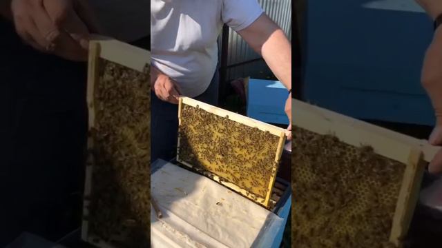 отзывы о наших пчелах 2023 смотреть онлайн