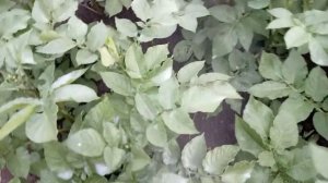 ОБРАБОТКА КУСТОВ КАРТОФЕЛЯ ДЛЯ ОГРОМНОГО УРОЖАЯ! Надежный способ!