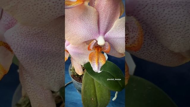 Phal. Chanella ? Домашнее цветение Шанеллы, нежной орхидеи с вкснушками ? смотреть онлайн