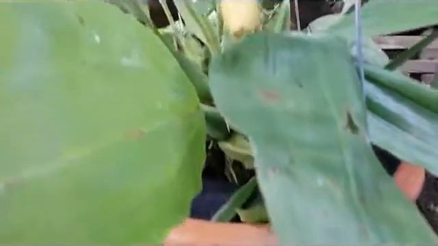 Coelogyne speciosa - species orchid of Indonesia (south-east Asia) смотреть онлайн