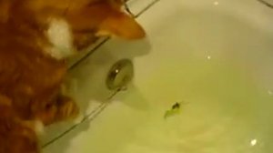 Воблер ручной работы из бальзы.Медленно тонущий.Z-45мм.