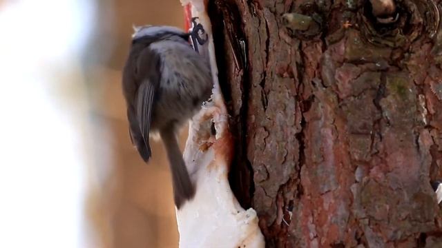 Гренадерки на кормушках. Parus cristatus. Птицы Беларуси. смотреть онлайн