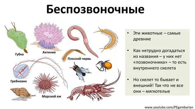9. Беспозвоночные животные (5 класс) - введение в Биологию смотреть онлайн