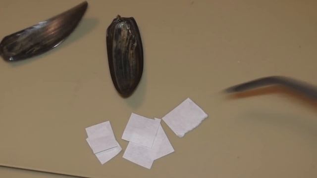 Подкрылки Златки по следам Виктора Гребенникова смотреть онлайн