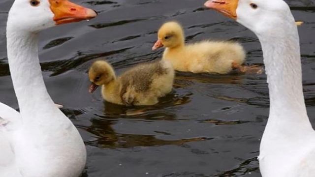 Разведение гусей линдовской породы как бизнес идея | Птицеводство | Линдовские гуси смотреть онлайн