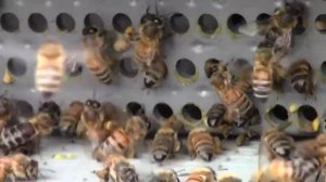 Пыльцесборник ПСП 2