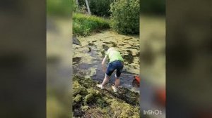 Как почистить пруд от ряски))