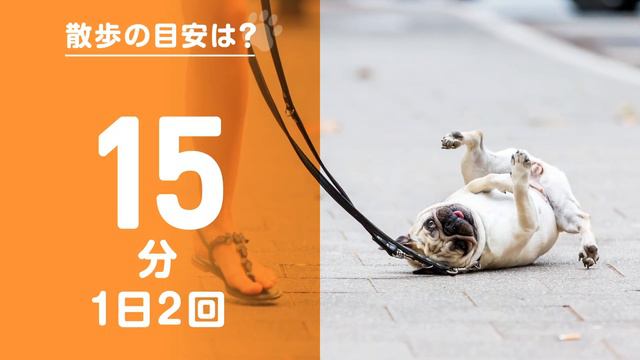 ❤️人気11位【パグってどんな犬？】子犬の価格や性格、寿命、飼いやすさは？ カワイイ動画でチェック！ смотреть онлайн