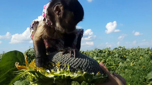 2017.07.30 Обезьяна капуцин Масяня и Питри. За что не любят на родине. смотреть онлайн