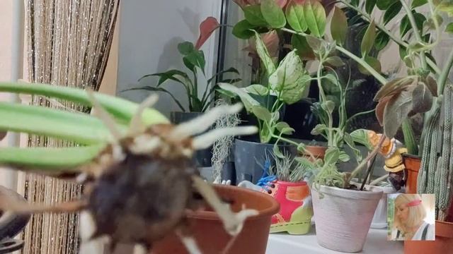 Спасаю спатифиллум.Смотрю корни.Ручная тепличка.Новые корешки. смотреть онлайн